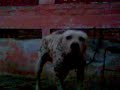 Click here to watch this video BULLY KUTTA ALI DSP