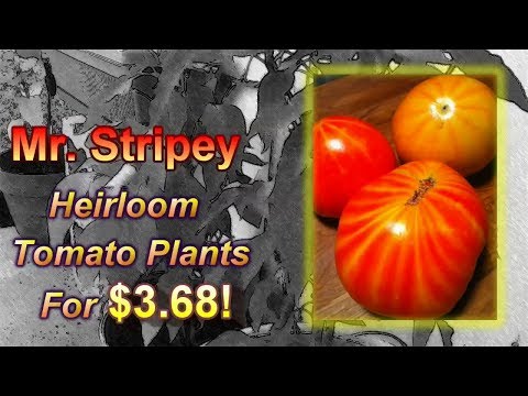 how to grow mr stripey tomatoes