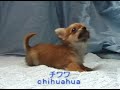 チワワ　chihuahua