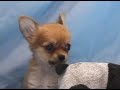 ????chihuahua