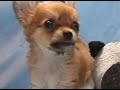 チワワ　chihuahua