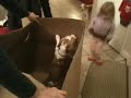 Fun With a Box