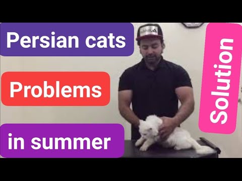 Persian cats problems in summer with solution | fleas &ticks | Dirty eyes | Skin infection | Urdu
