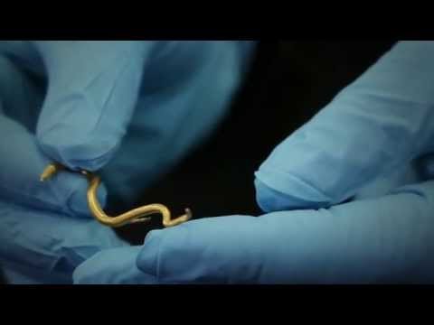 5. The Gold Snakes