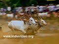 Bull Surfing, Bull Racing @ Kerala Harvest Event, Anandappalli Maramadi