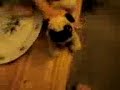 webkinz pug and clydsdale picnic webkinz pug and clydsdale picnic