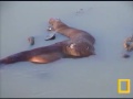 Crocodile Eating His Impala