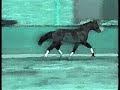 Horses [Diso lights] xD ..x