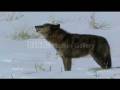 Wolves - I lupi