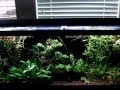 Overview on the fish in the planted tank