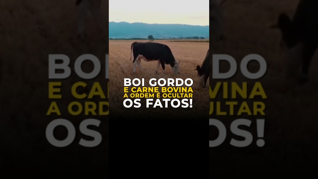 Boi Gordo E Carne Bovina: A Ordem É Ocultar Os Fatos!