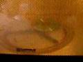 CD in a Microwave