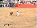 COGIDAS Y SUSTOS DE TOROS