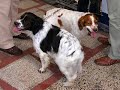 Brittanys (Epagneul Breton) at Euro Dog Show 2007
