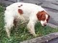 Brittanys (Epagneul Breton) at Euro Dog Show 2007