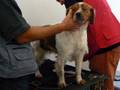 Brittanys (Epagneul Breton) at Euro Dog Show 2007