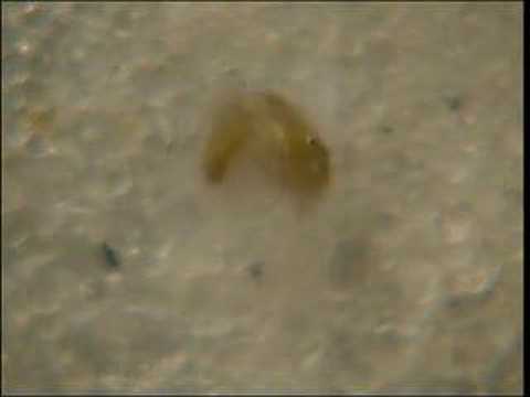horseshoe crab development