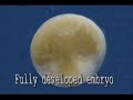 horseshoe crab development