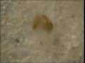 horseshoe crab development