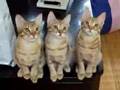 cats　言葉に出来ない  エンターテイメント  ネコ  犬  ペットと動物  音楽  コメディー 1/2