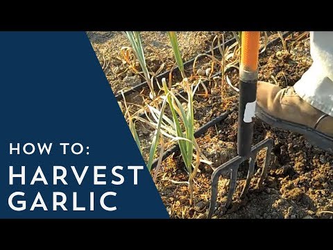 how to tell when garlic is ready to harvest