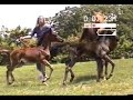 Update on Twin Arabian Fillies - June 2007