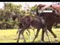 Update on Twin Arabian Fillies - June 2007