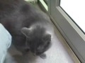 *No Longer Available* Kashka A163472 Humane Society Adopt