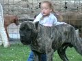 Dogo Canario ZEUSZ & BOGI baby