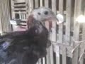 Algunos Gallos y Gallinas de Nuestro Criadero