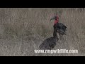 Ground Hornbill.