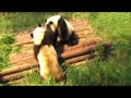 Real kung fu pandas