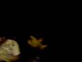 videos de Casa Jimo - Unas palabras del pato