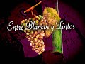 reportaje de vino ecologico