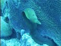 Bonaire:  Eels galore
