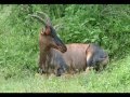Guarda video
