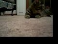 Cat Pounce