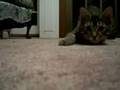 Cat Pounce