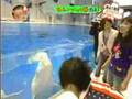 Dolphins can headbang with Miyavi x3