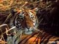 jethro tull - bungle in the jungle