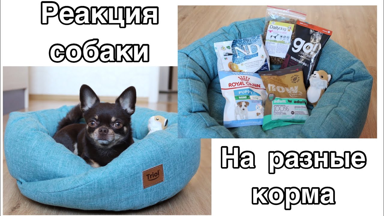 Реакция собаки на разные корма. Пробует новые вкусы!