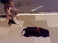Passeio na calçadinha...