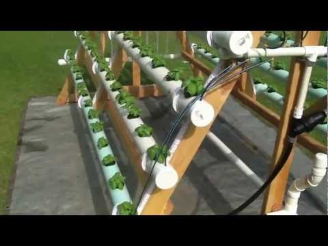 how to grow strawberries in pvc pipe