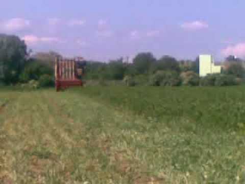 how to harvest lovage