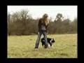 Border Collie video