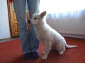 dostawianie si?. bia?y owczarek szwajcarski/white swiss shepherd dostawianie si?. bia?y owczarek szwajcarski/white swiss shepherd