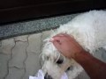 pippi