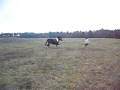 Saut d'obstacle en libeter