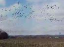Cranes