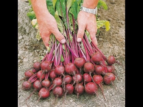 how to transplant beets